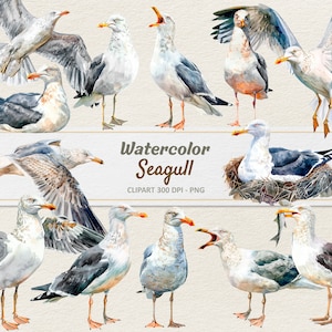 Acuarela Gaviota Clipart - Ilustración Digital Gaviota - Gaviota PNG - Uso Comercial