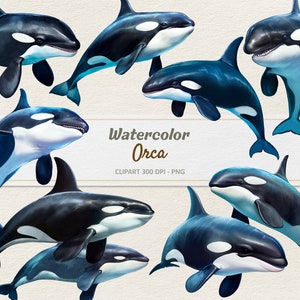 Watercolor Orca Clipart - Digital Illustration Killer Whale - Orcas PNG - Commercial Use