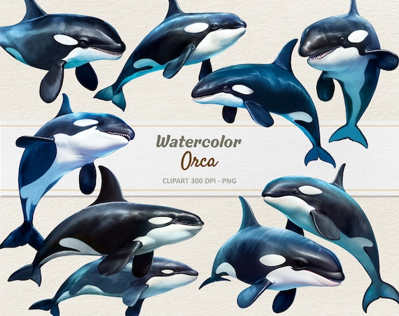 Watercolor Orca Clipart - Digital Illustration Killer Whale - Orcas PNG - Commercial Use