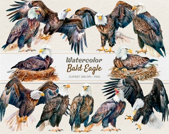 Watercolor Bald Eagle Clipart - Digital Illustration - White-Headed Sea Eagle PNG - Commercial Use