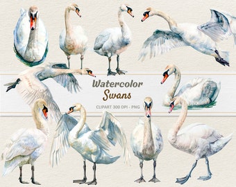 Watercolor Swan Clipart - Digital Illustration Swans - PNG - Commercial Use