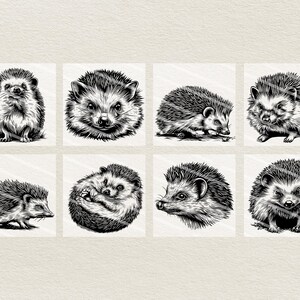 May include: A collection of eight black and white illustrations of hedgehogs in various poses. The drawings showcase the spiky texture and facial features of the animals, with varying perspectives and compositions.
