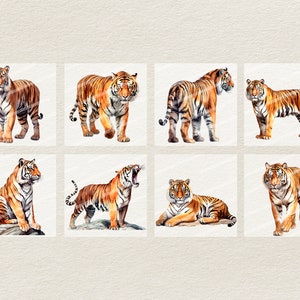Puede incluir: Ocho ilustraciones de acuarela de tigres en varias poses. Los tigres est&aacute;n representados en tonos de naranja, marr&oacute;n y negro con rayas blancas. Los tigres est&aacute;n sobre un fondo blanco.