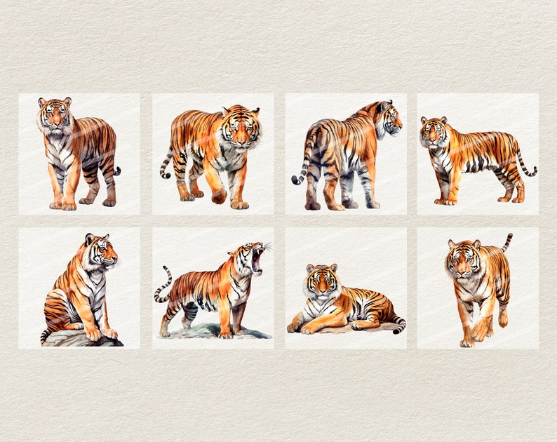 Puede incluir: Ocho ilustraciones de acuarela de tigres en varias poses. Los tigres est&aacute;n representados en tonos de naranja, marr&oacute;n y negro con rayas blancas. Los tigres est&aacute;n sobre un fondo blanco.