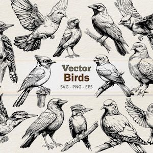 Clipart oiseau vectoriel - Illustration numérique de dessin au trait - oiseaux des bois SVG PNG EPS - usage commercial