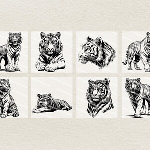 Puede incluir: Un conjunto de ocho dibujos en blanco y negro de tigres en varias poses. Los tigres est&aacute;n dibujados en un estilo realista y todos miran hacia adelante.