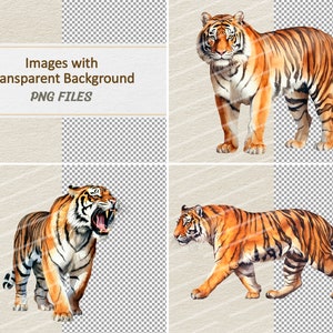 Puede incluir: Una pintura de acuarela de un tigre en cuatro poses diferentes. El tigre es naranja y negro con rayas blancas. El fondo es transparente.