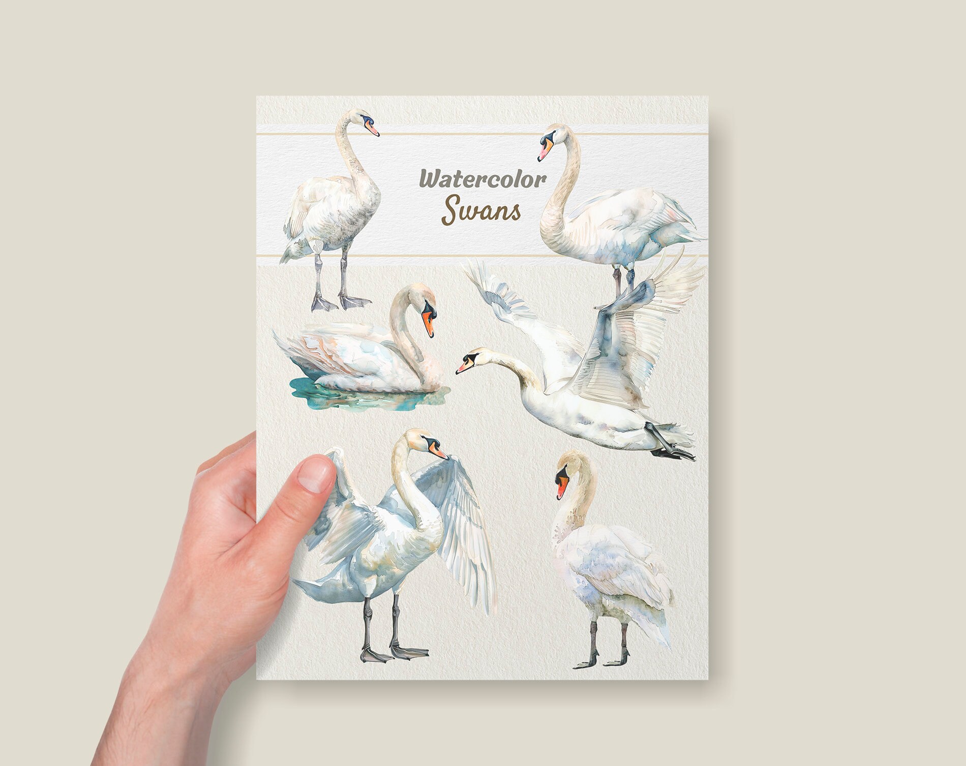Watercolor Swan Clipart - Digital Illustration Swans - PNG - Commercial ...