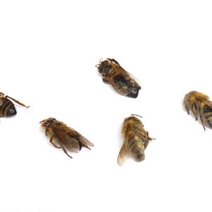 May include: Five dead honeybees on a white background. The bees are brown and black with yellow stripes.