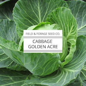 Cabbage &#39;Golden Acre&#39; | Brassica oleracea | Seeds | Heirloom | Non-GMO | 200 Seeds