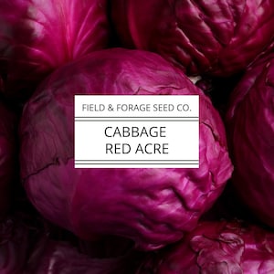 Cabbage &#39;Red Acre&#39; | Brassica oleracea | Seeds | Heirloom | Non-GMO | 200 Seeds
