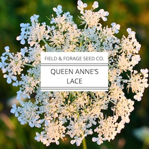 Queen Anne&#39;s Lace Seeds | Daucus carota | Pollinator Wildflower | Heirloom Cut Flower | 300 Seeds