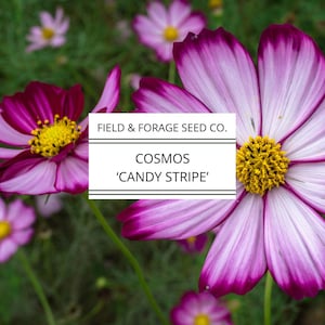 Cosmos Candy Stripe Seeds – Heirloom | Non-GMO | Field and Forage Seed Co. – 100 Seeds