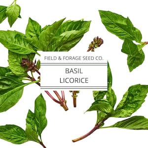 Basil ‘Licorice’ Seeds | Heirloom Thai Basil | Non-GMO Culinary & Medicinal Herb | Ocimum basilicum | Easy to Grow | 100 Seeds