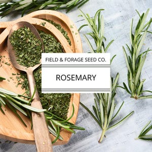 Rosemary | Rosmarinus officinalis | Seeds | Heirloom | Non-GMO | 50 Seeds