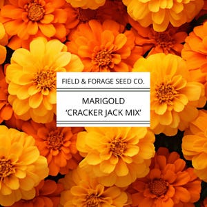 Marigold &#39;Crackerjack Mix&#39; | Tagetes erecta | Seeds | Heirloom | Non-GMO | 100 Seeds