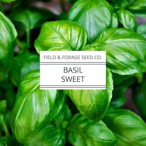 Basil &#39;Sweet&#39; | Ocimum basilicum | Seeds | Heirloom | Non-GMO | 100 Seeds