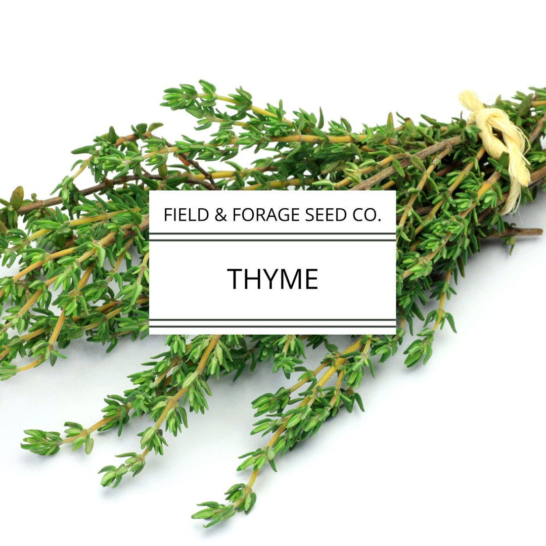 German Winter Thyme Seeds – Thymus Vulgaris, Heirloom, Non-GMO, Medicinal Herb, Free Shipping