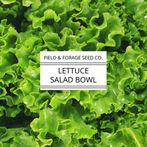 Lettuce &#39;Salad Bowl&#39; | Lactuca sativa | Seeds | Heirloom | Non-GMO | 300 Seeds