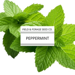 Peppermint | Mentha × piperita | Seeds | Heirloom | Non-GMO | 200 Seeds