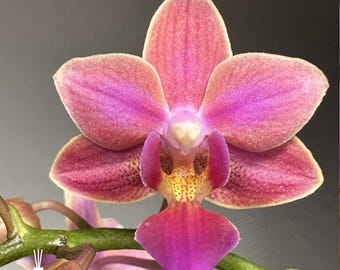 Phal. Fragrance Elf 香芬精靈