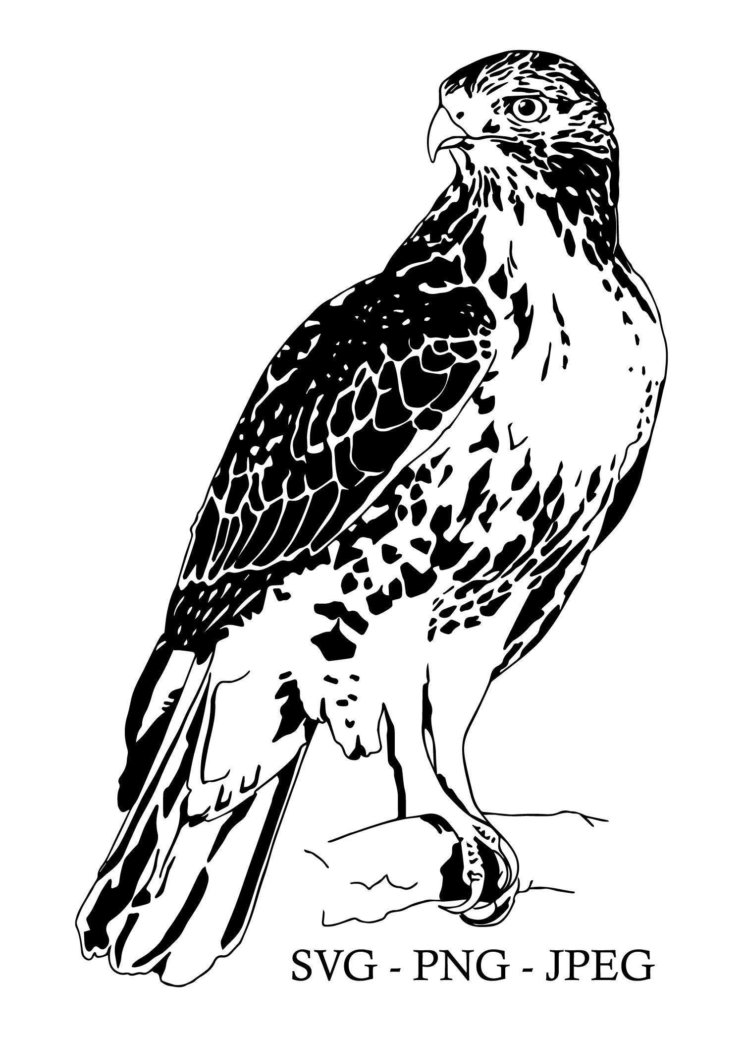 Red Tailed Hawk SVG/PNG/JPEG Digital Art File, Hawk Clipart for Cricut