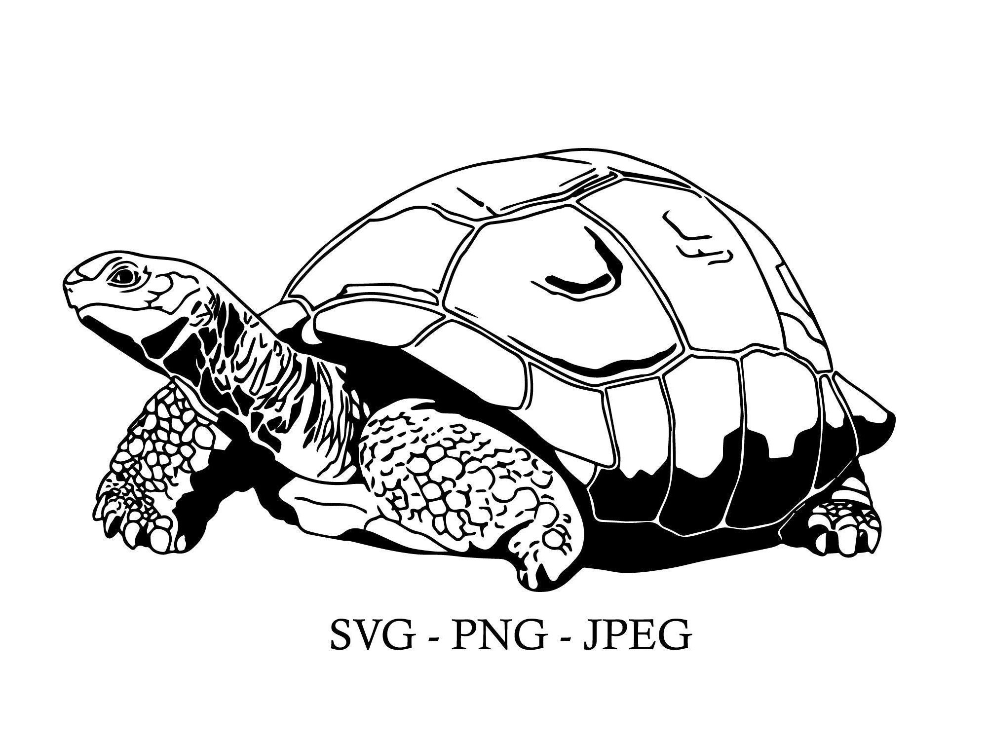 Slow Down Turtle Tortoise and Snail Clipart Instant Digital Download SVG  EPS PNG Pdf Ai Dxf Jpg Cut Files Commercial Use 
