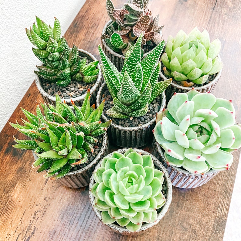 May include: A collection of seven small potted succulents in various shades of green. The succulents are arranged in a circle on a wooden surface.
