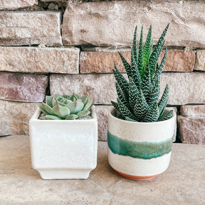 May include: Two potted succulents in white ceramic pots. The pot on the left has a light green succulent with a smooth surface. The pot on the right has a dark green succulent with a spiky texture. Both pots have a white glaze with a speckled pattern.