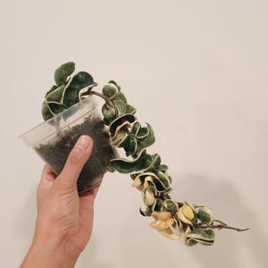 Variegated Hindu Rope | Free Shipping | 4 inch pot