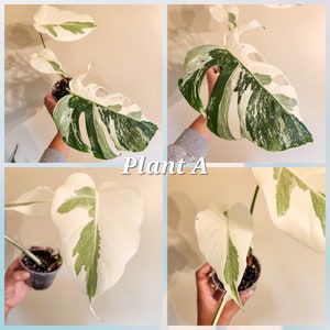 PURGE Listing | Rooted Monstera Borsigiana Albo Cuttings | Plant | Rare Plant