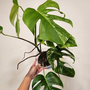 Monstera Albo Plant | Free Shipping | US SELLER | 6 inch pot | MP-06