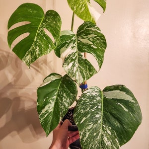 Heat Pack Incl | US SELLER | Rooted Monstera Albo Borsigiana | High Variegation | FREE Winter Shipping | HP02-03 |