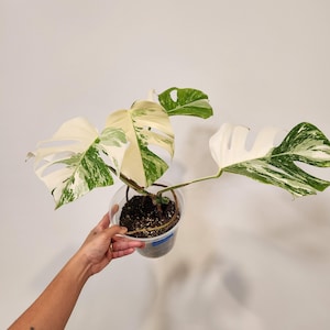 HP05-AC Monstera Albo Plant | Extra High Variegation | Free Shipping | US seller | 6 inch pot