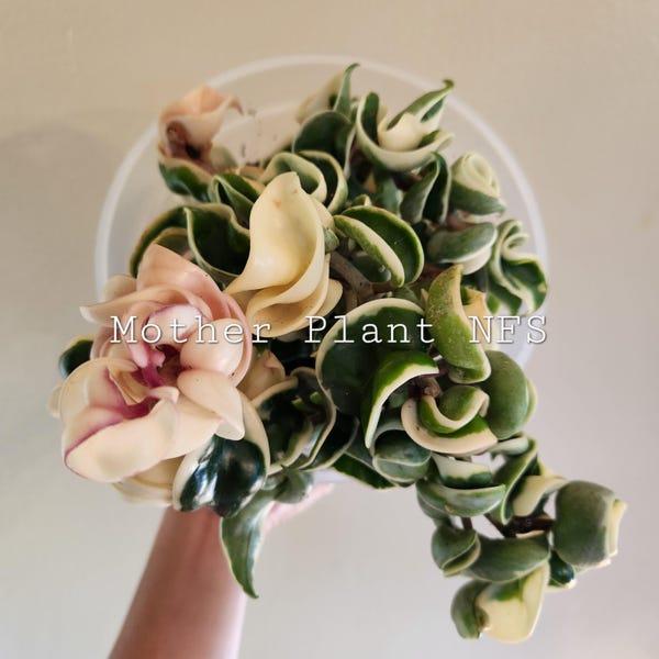 Variegated Hindu Rope Hoya - Etsy