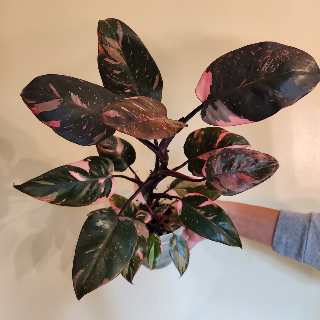 Philodendron Pink Princess, Rooted Plant, Rare Plant Etsy