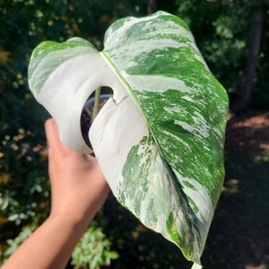 CLEARANCE | High Variegation Rooted Monstera Albo | Monstera Albo Cuttings |Monstera Albo Plant | Rare Plant | Heat Pack Included |