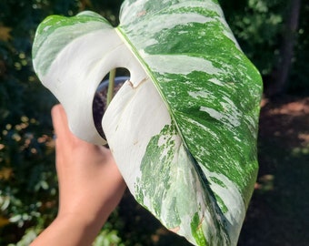 CLEARANCE | High Variegation Rooted Monstera Albo | Monstera Albo Cuttings |Monstera Albo Plant | Rare Plant | Heat Pack Included |