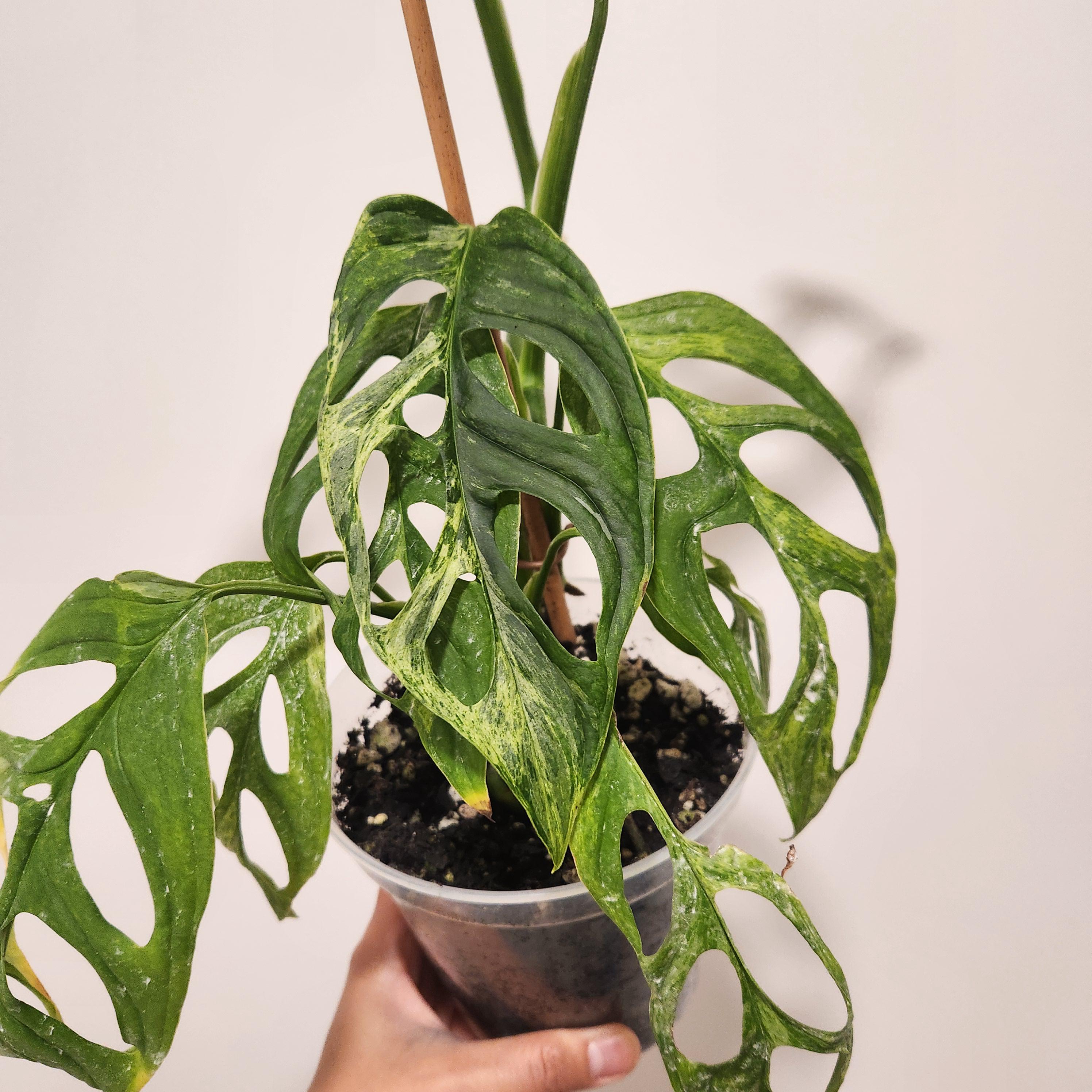 philodendron acutifolium Philodendron Acutifolium, Exact Plant – Canopy Gems