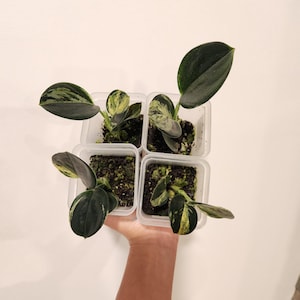 May include: Four small potted plants with dark green and variegated leaves are held in clear plastic containers. The leaves display a mix of dark green, light green, and yellow patterns. The pots are filled with soil, and the plants are set against a white background.