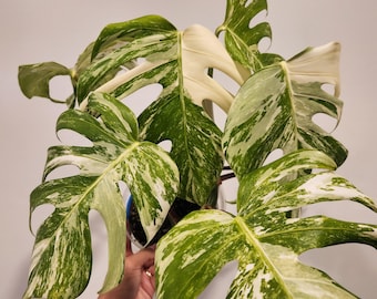 Monstera Albo Plant | Free Shipping | US SELLER | 6 inch pot |HP03-MD