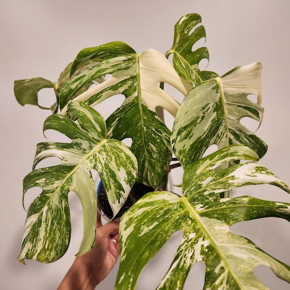 snake plants Yellow Striped Snake Plant main image 1