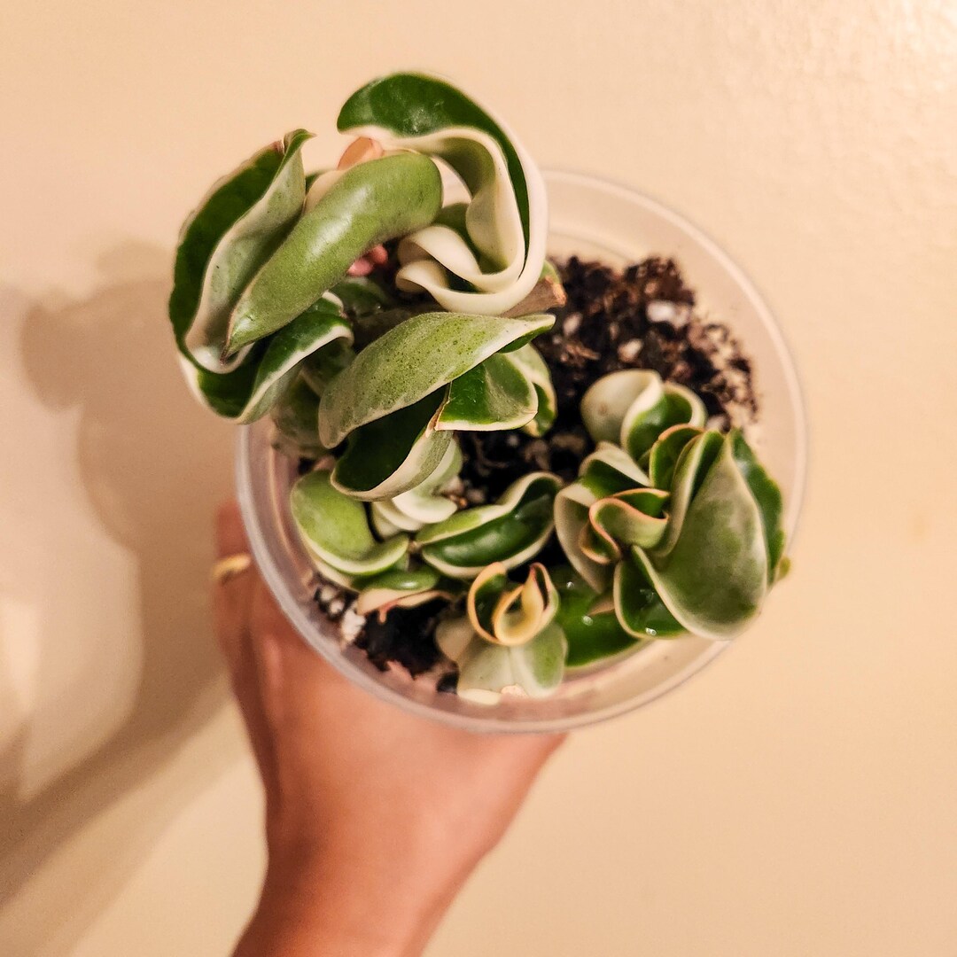 Variegated Hindu Rope | Free Shipping | Grower's Choice - Etsy