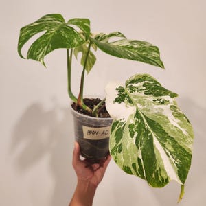 Free Shipping| Monstera Albo Plant | US SELLER | 6 inch pot | HP04-AD