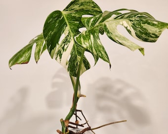 HP03-05 Monstera Albo Plant | Free Shipping | US SELLER | 6 inch pot