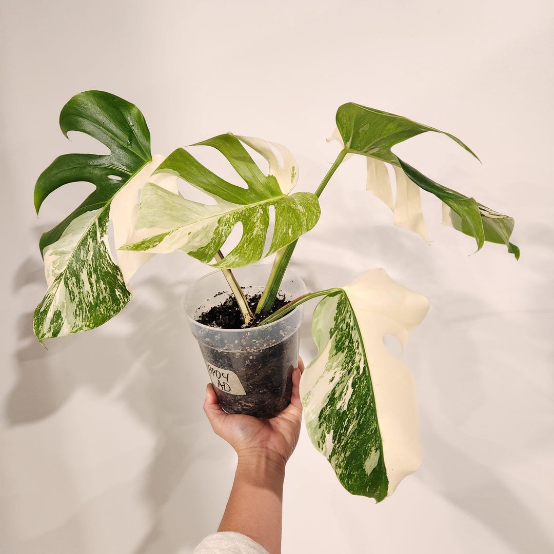 Extra High Variegation Top Cut Monstera Albo Plant | Sectoral | US ...