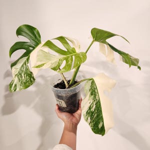Extra High Variegation Top Cut Monstera Albo Plant | Sectoral | US SELLER | 6 inch pot | HP04-AD