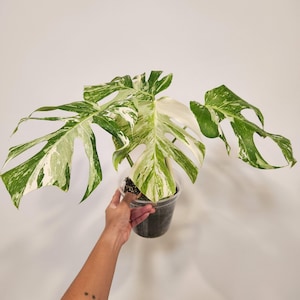 Monstera Albo Plant | Free Shipping | US SELLER | 6 inch pot |HP03-MD
