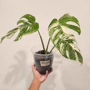 HP03-05 High Variegation | Monstera Albo Plant | Free Shipping | US SELLER | 6 inch pot