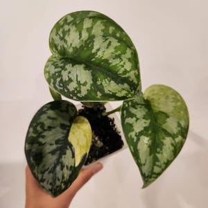 ⑨ Scindapsus Maharlikaスキンダプサス マハリカ キレイなハーフ
